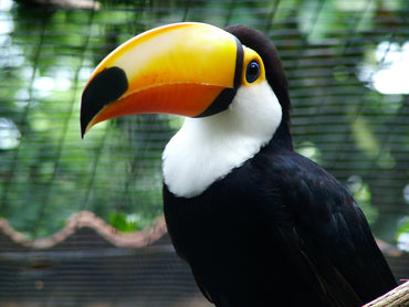 Fun Facts About Parrot | From Talking Toucans to Feathered Foodies!