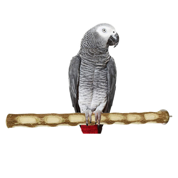 Congo® Premium 18" Long Dotted Sitting and Chewing Perch for Conure, Amazon, African Grey, Macaw and Other Bird Piece of 1